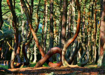 Куршская коса: очарование природы